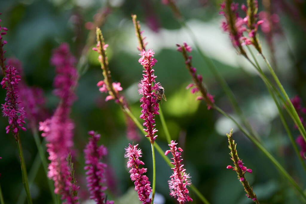 Ecologische tuin aanleggen | Bovendorp & Sellis