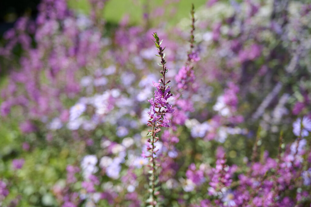 Ecologische tuin aanleggen | Bovendorp & Sellis